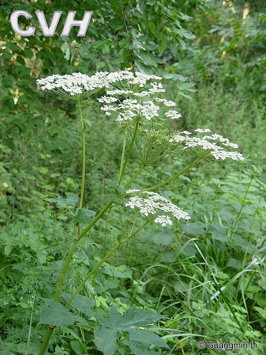 heracleummoellendorffii短毛独活