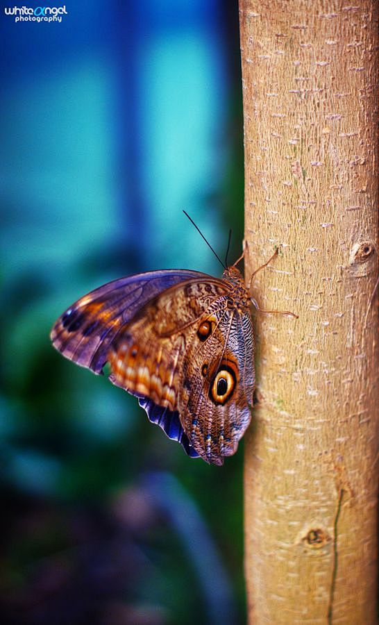 9191蓝闪蝶由白色天使9191