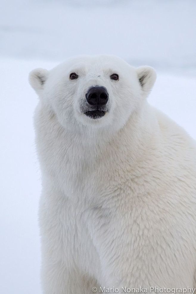 polarbearportraitbymariononakaon500px