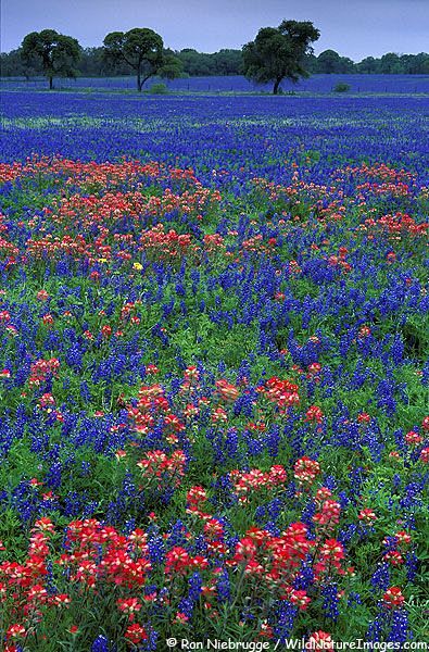 texas wildflowers