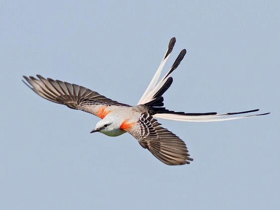 剪尾王霸鹟相当有趣的一种鸟了英文是scissortailedflycatcher