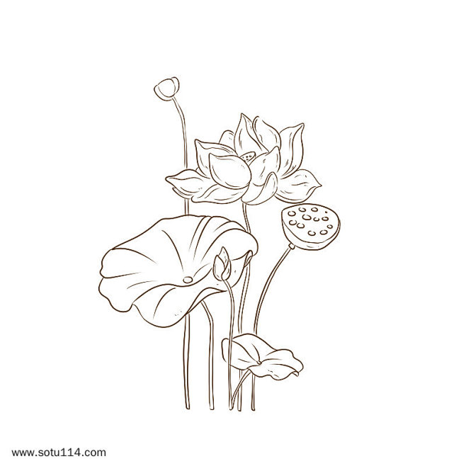 夏季元素荷花荷叶透明背景素材线稿图