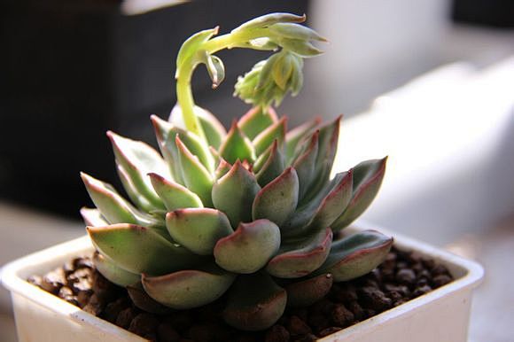 天箭座多肉植物