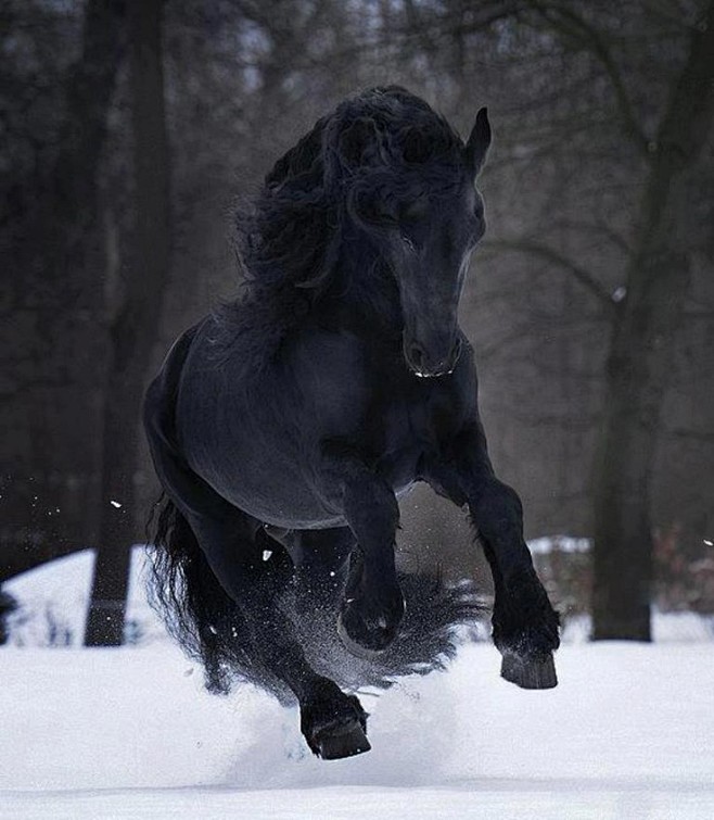 45:04dark horse running | horses黑色骏马顺路远航同采自pinterest