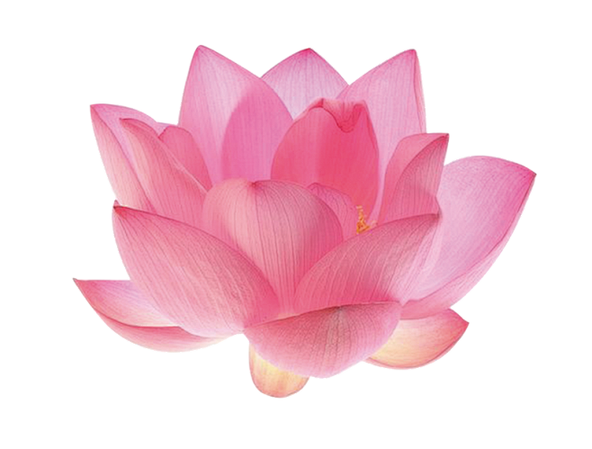 莲花png