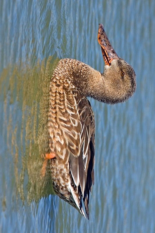 雁形目鸭科鸭属琵嘴鸭雌