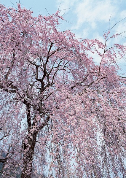 樱花树图片