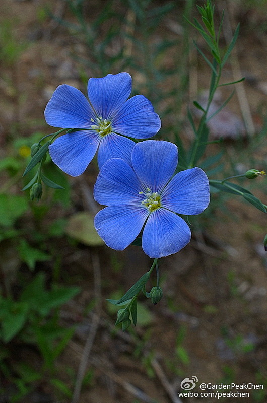 亚麻科 亚麻属 蓝亚麻(linum pe.