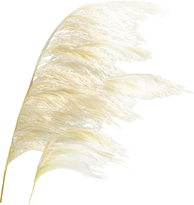 芦苇素材免抠图透明底png