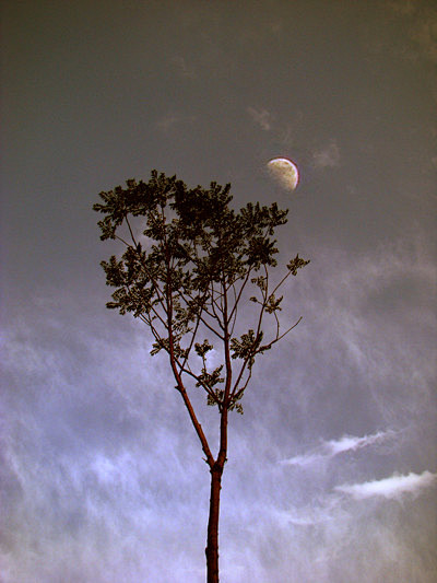 月亮和树