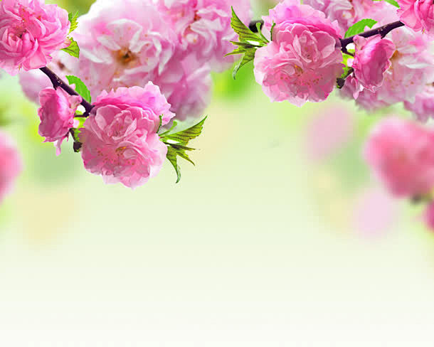 唯美粉色海棠花壁纸高清素材壁纸海棠花粉色背景设计图片免费下载