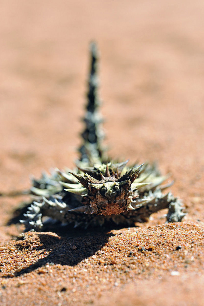 蜥蜴目鬣蜥科魔蜥属魔蜥