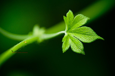 一草一木一清新