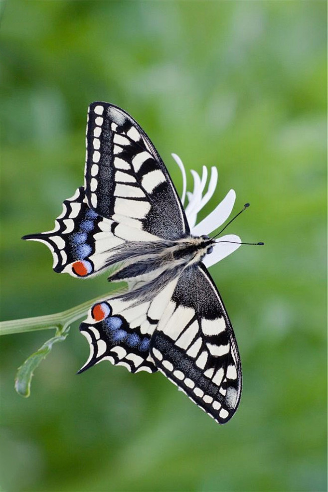 鳞翅目凤蝶总科凤蝶