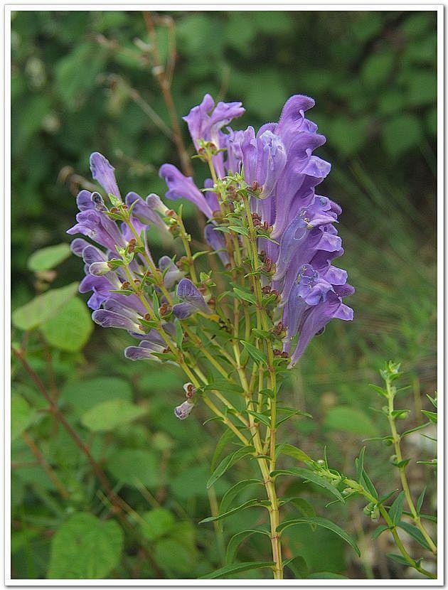 黄岑别名山茶根土金茶根是唇形科黄芩属的一种植物属于半野生半家种