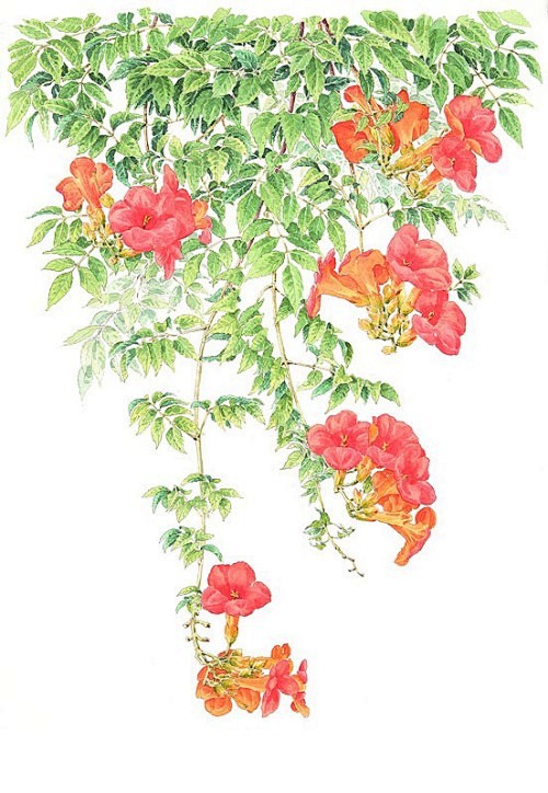 日本水彩画家茨木祥之的和风水彩画集