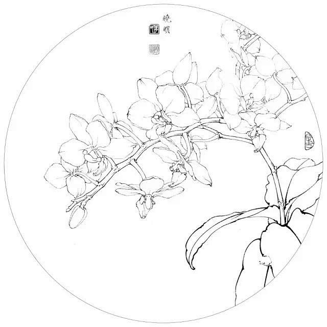 蝴蝶兰兰花工笔画水墨画白描2