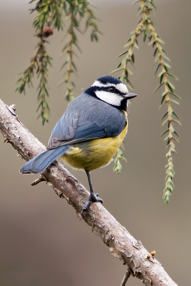 雀形目山雀科蓝山雀属非洲蓝山雀