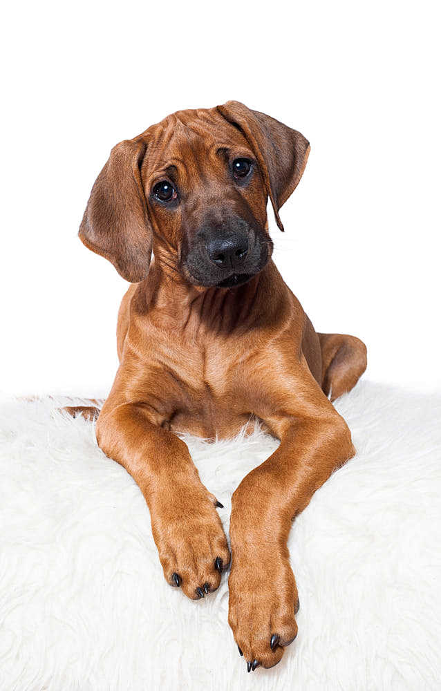 rhodesianridgebackpuppybysarunekairyteon500px