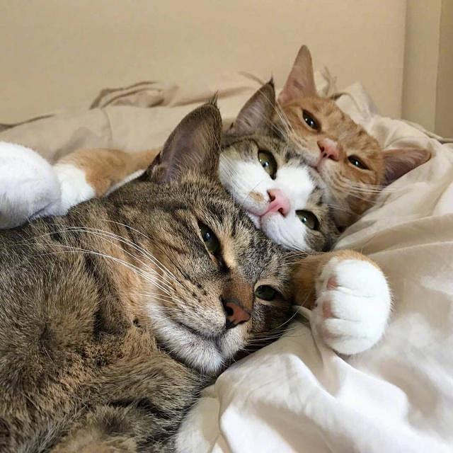 请给我三只猫三只狗其他什么我都不要