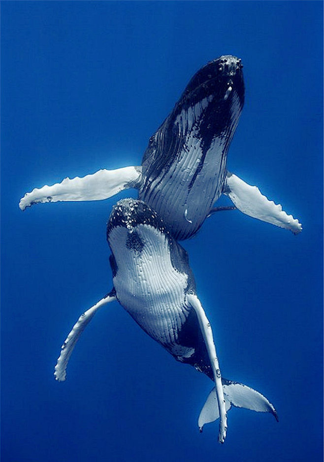 海洋鱼类生活在海洋中的大鱼儿们文章