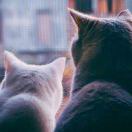 RJ的加菲猫