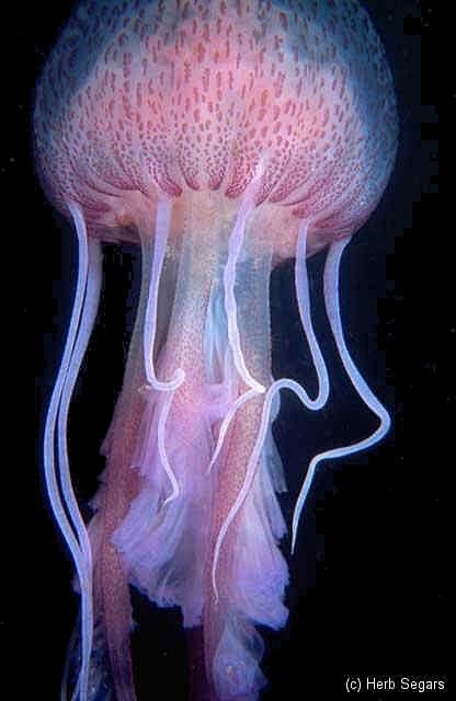 purple jellyfish,  p.