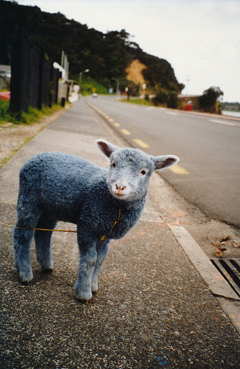 bluesheep