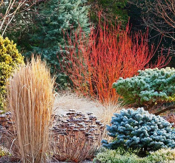 芦苇植物景观设计研究中心