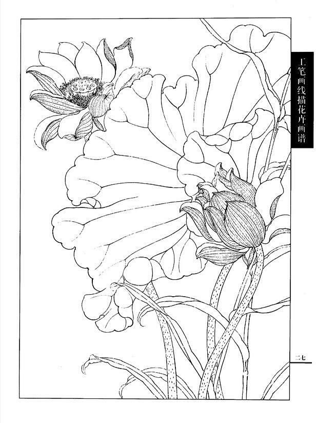 工筆畫線描花卉畫譜荷花篇