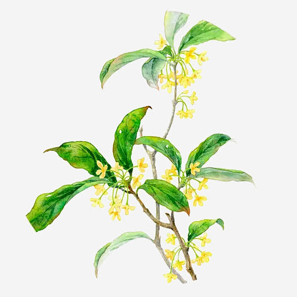 阿掌cc从呦呦,转采于2021-08-31 13:45:58桂花枝插图文件夹(手绘,漫画