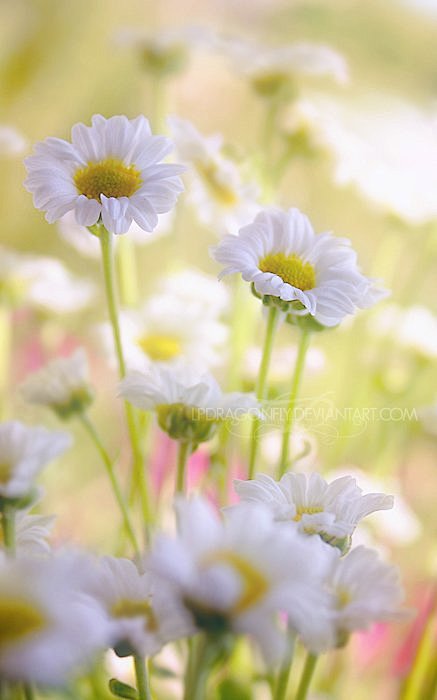 零yl从丶喜哥转采于2019-12-12 16:15:18瓣 花 叶子 植物 绿色植物