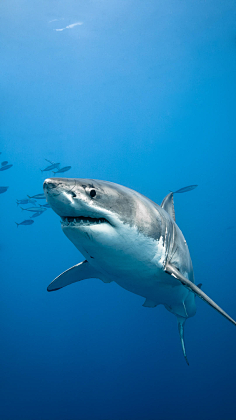 水栖游鱼动物摄影