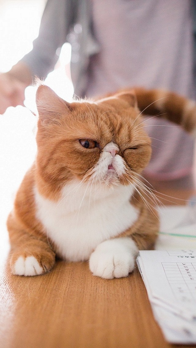 ap1996从撇嘴眯眼小鼻子红脸蛋转采于2015-11-23 16:03:06这题都不会