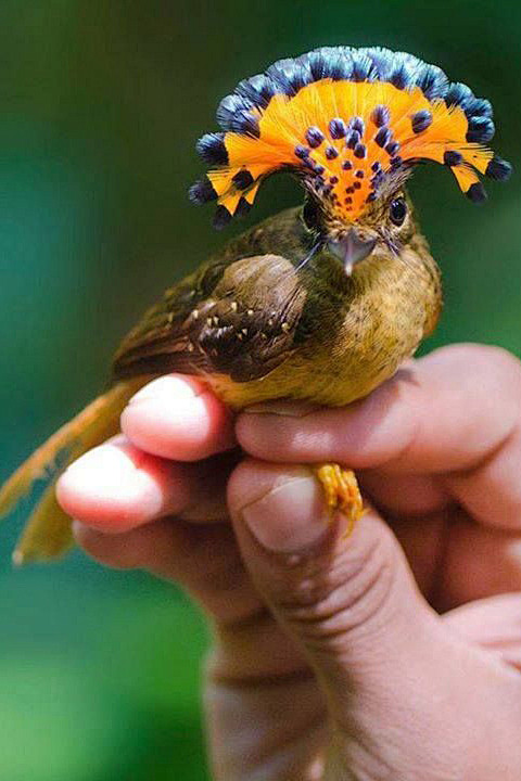 雀形目蒂泰霸鹟科皇霸鹟属皇霸鹟