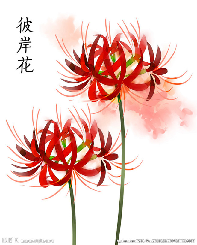 唯美彼岸花手绘