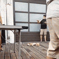 250_250gif 动态图 动图