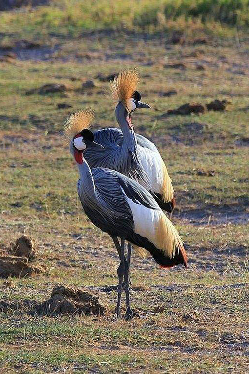 鹤形目鹤科冕鹤属灰冕鹤