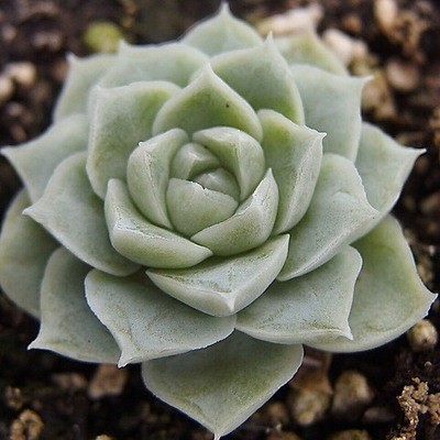 多肉植物阿尔巴白玫瑰