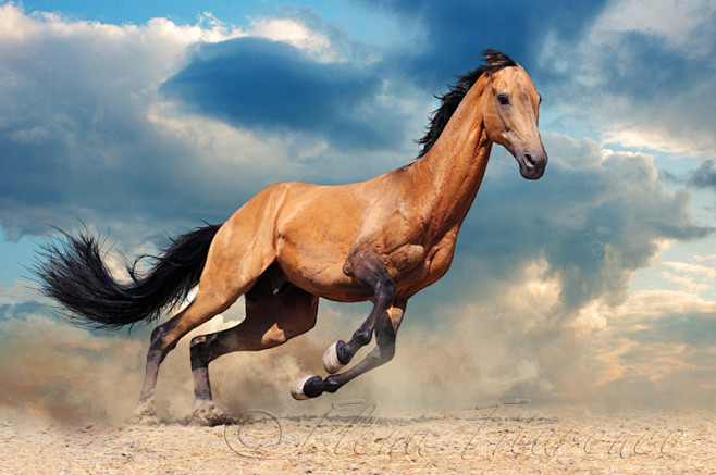 horseheaven