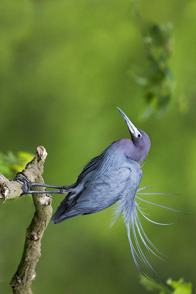 鹈形目鹭科白鹭属小蓝鹭