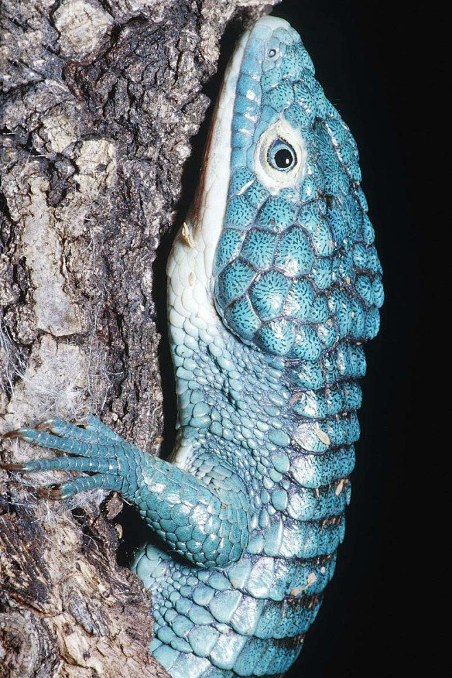 蜥蜴目异蜥科鳄蜥属鳄蜥