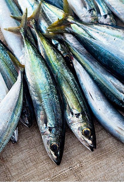 freshsardines