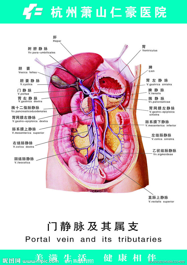 附脐静脉解剖图片