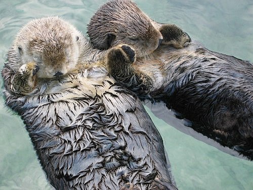水獭睡觉手牵手哟