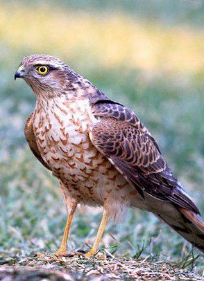 隼形目鹰科鹰亚科条纹鹰