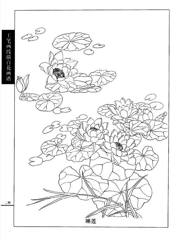 工笔画线描百花画谱春夏篇睡莲