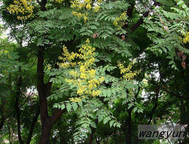 栾树koelreuteriapaniculata无患子科栾树属