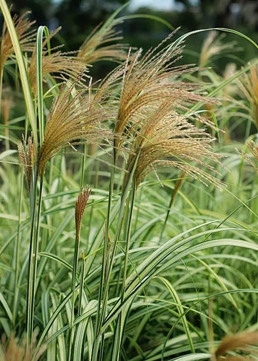 miscanthussinensis cabaret禾本科芒属冬休眠,多年生h 花径,植 