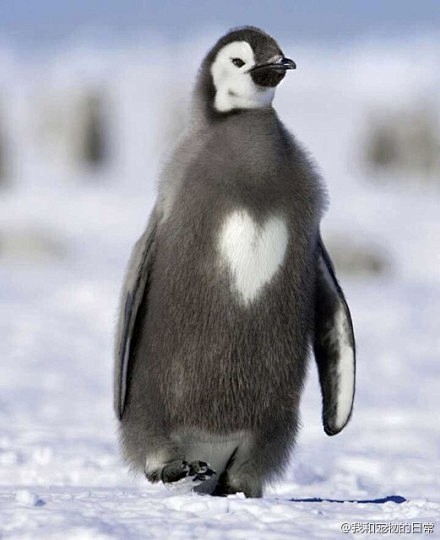 一只帝王企鹅胸口的毛毛出现了心心的形状你是准备要去示爱麽7966